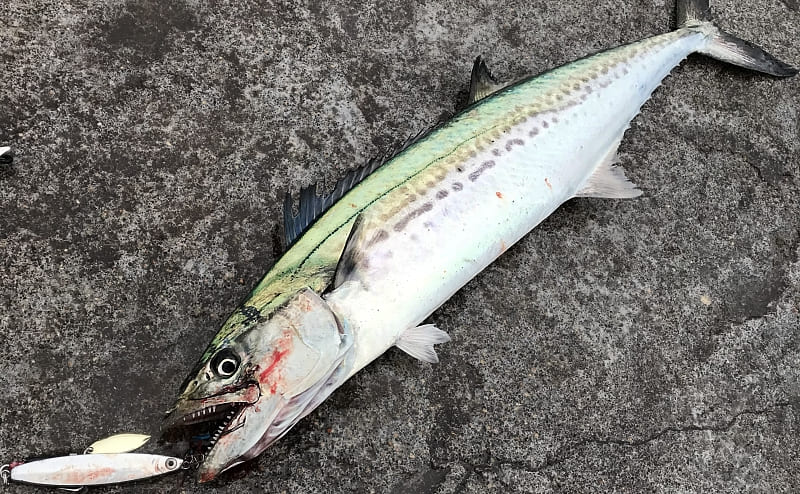 境港エリア 釣果情報がありました サゴシ しましまバード